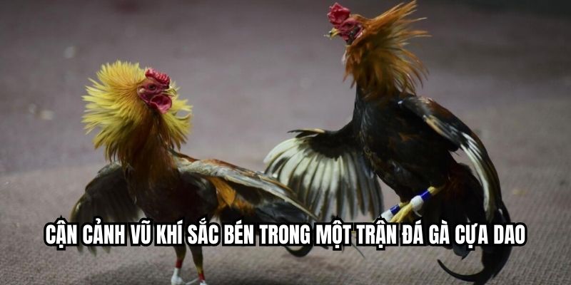 Cận cảnh vũ khí sắc bén trong một trận đá gà cựa dao