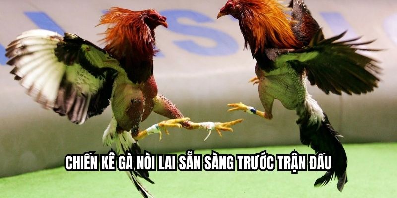 Chiến kê gà nòi lai sẵn sàng trước trận đấu