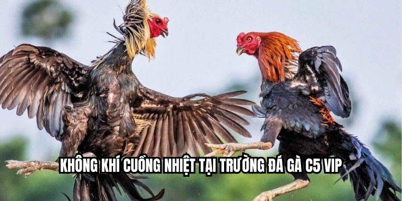 Không khí cuồng nhiệt tại trường đá gà C5 VIP