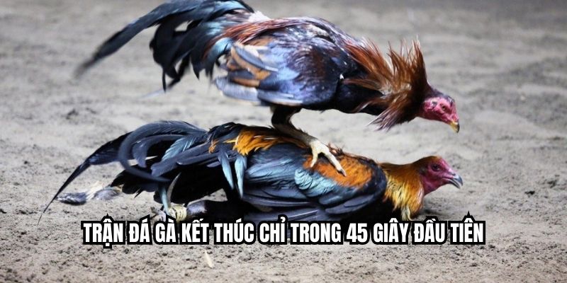 Trận đá gà kết thúc chỉ trong 45 giây đầu tiên